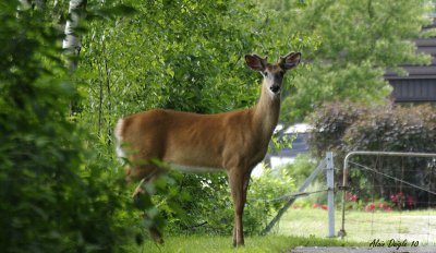 cerf de Virginie (jeune mle)