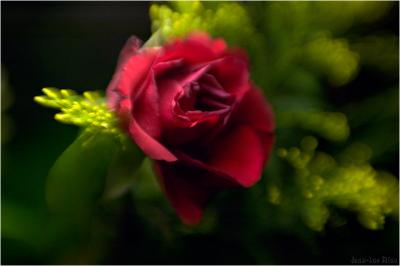g3/18/13018/3/53811842.roosKL.jpg
