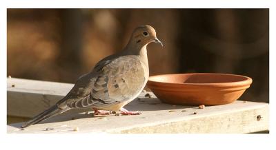 Common Mourning Dove
