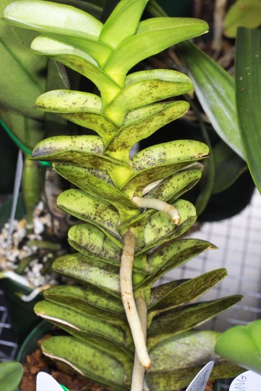 Chemical burn (neem oil) may have allowed fungal attack