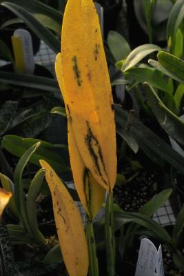 Cattleya dowiana suspected of having virus