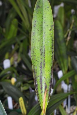Natural pigmentation in Cattleya lueddemanniana
