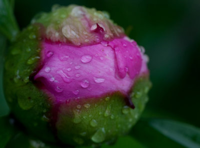 Bud with Water Drops.jpg