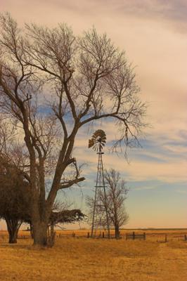 Tree over the Windmill