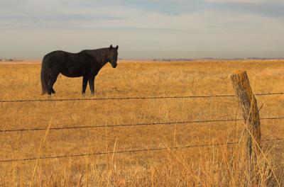 Black Horse