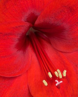 RED Flower