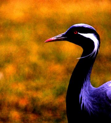 Bird Painting