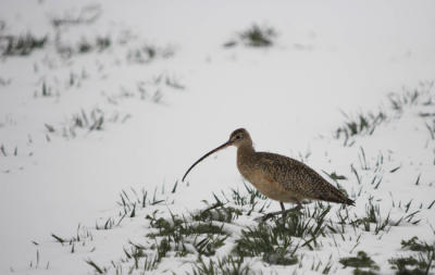 Longbilled Curlew