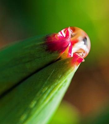 Tulip Water Drop 2