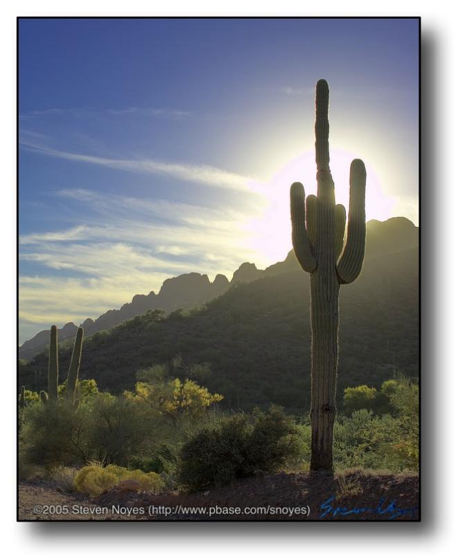 Superstitions : Cactus in Silhouette 2