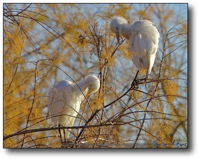 Gilbert, AZ : Roosting Egret