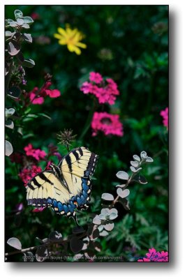 Vivid Butterfly : AZ