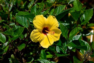 89061_Hawaii08__T4Y6588.jpg