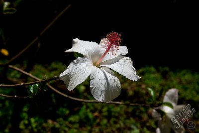 89064_Hawaii08__T4Y6591.jpg