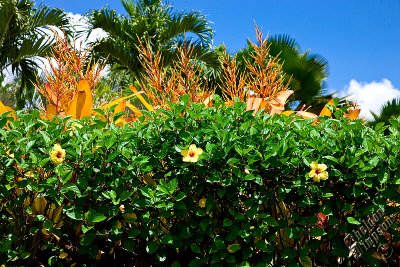 89073_Hawaii08__T4Y6600.jpg