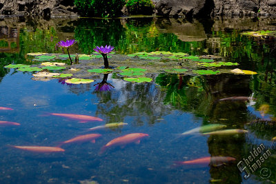 89084_Hawaii08__T4Y6611.jpg