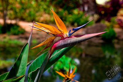 89097_Hawaii08__T4Y6624.jpg
