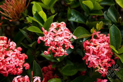 89227_Hawaii08__T4Y6754.jpg