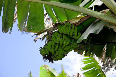 89236_Hawaii08__T4Y6763.jpg
