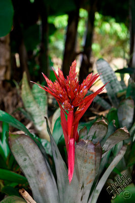 89246_Hawaii08__T4Y6773.jpg