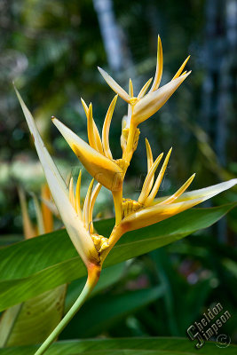 89255_Hawaii08__T4Y6782.jpg