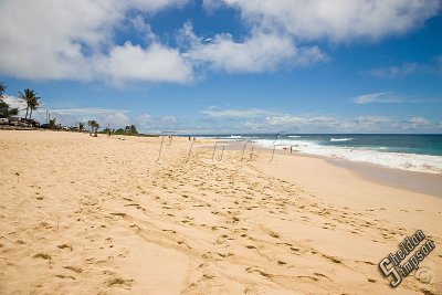 89648_Hawaii08__T4Y6882.jpg