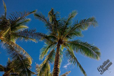 89767_Hawaii08__T4Y7001.jpg