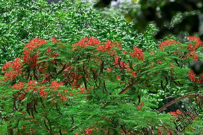 89915_Hawaii08_0K9R1256.jpg