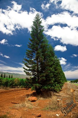 90006_Hawaii08__T4Y7128.jpg
