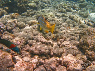 IMG_1168.jpg