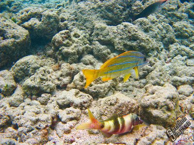 IMG_1170.jpg