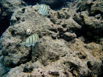 IMG_1187.jpg