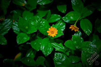 90710_Hawaii08_0T4Y7539.jpg