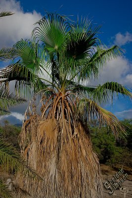 90858_Hawaii08_0T4Y7687.jpg