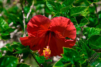 91452_Hawaii08__DS38227.jpg