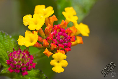 93425_Hawaii08_S3_8620.jpg