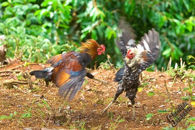 91773_Hawaii08_0K9R1749.jpg