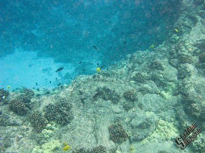 IMG_1331.jpg