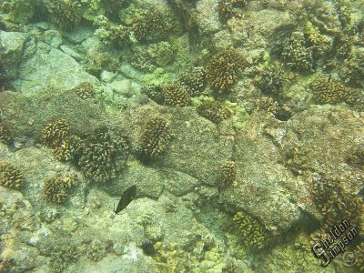 IMG_1337.jpg