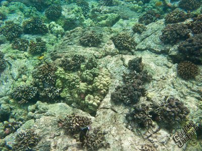 IMG_1341.jpg