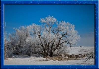 HoarFrost_97808.jpg