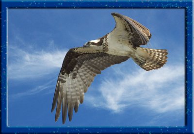 4093 Osprey In Flight.jpg
