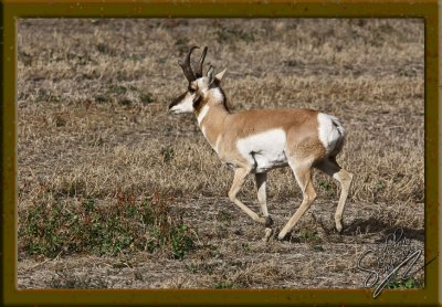 73335 Prairie Antelope.jpg
