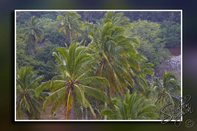 102834_Maui10_74D9410.jpg