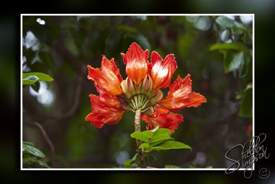 102838_Maui10_74D9414.jpg