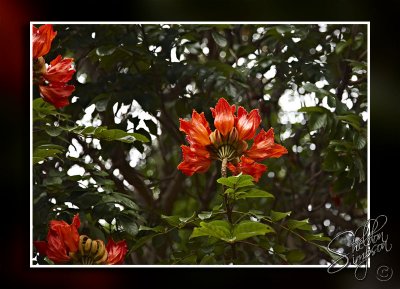 102948_Maui_10_D3S5961.jpg