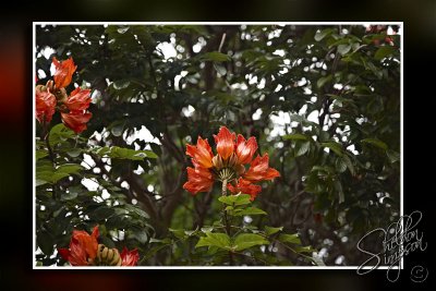 102950_Maui10_D3S5963.jpg