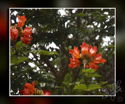 102950_Maui10_D3S5963_1.jpg
