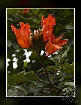 102958_Maui10_D3S5971.jpg
