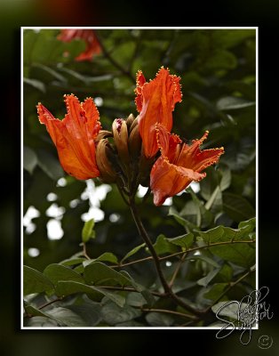 102959_Maui_10_D3S5972.jpg